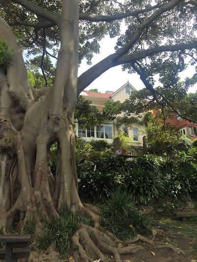 Wendy whiteley secret garden lavender bay sydney harbour