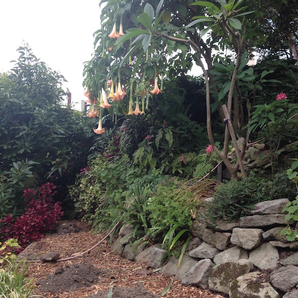 wendy whiteley secret garden lavender bay trumpet flowers deans