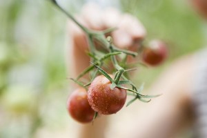 Laucala Island fiji sustainable farming kitchen garden tomato