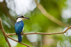 Laucala island fiji nature kingfisher detail