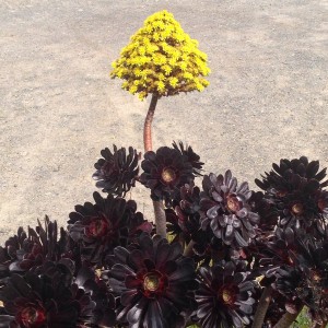 black rose aeonium port chalmers nz cruise ms noordam susan skelly