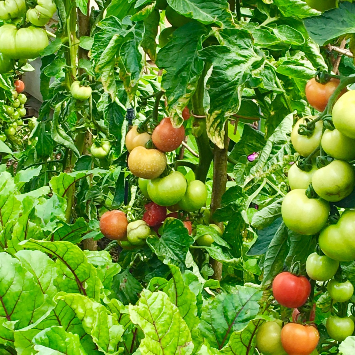 ham yard hotel garden terrace heirloom tomatoes photo susan skelly