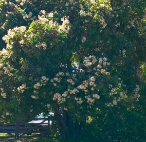 Flowering Gums Allen Noble Sanctuary Aireys Inlet Great Ocean Road