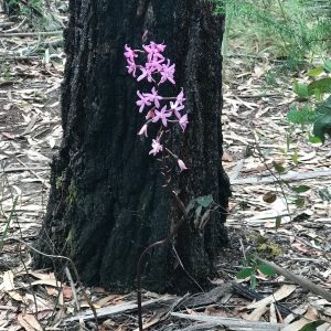 Hyacinth orchid iron bark gum moggs creek circuit trail great ocean road susan skelly
