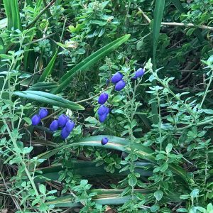blue flax lily allen noble sanctuary aireys inlet great ocean road
