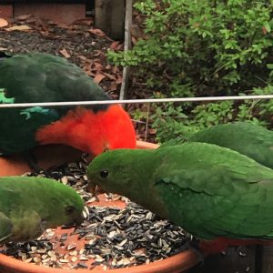king parrots tame fairhaven bush great ocean road susan skelly