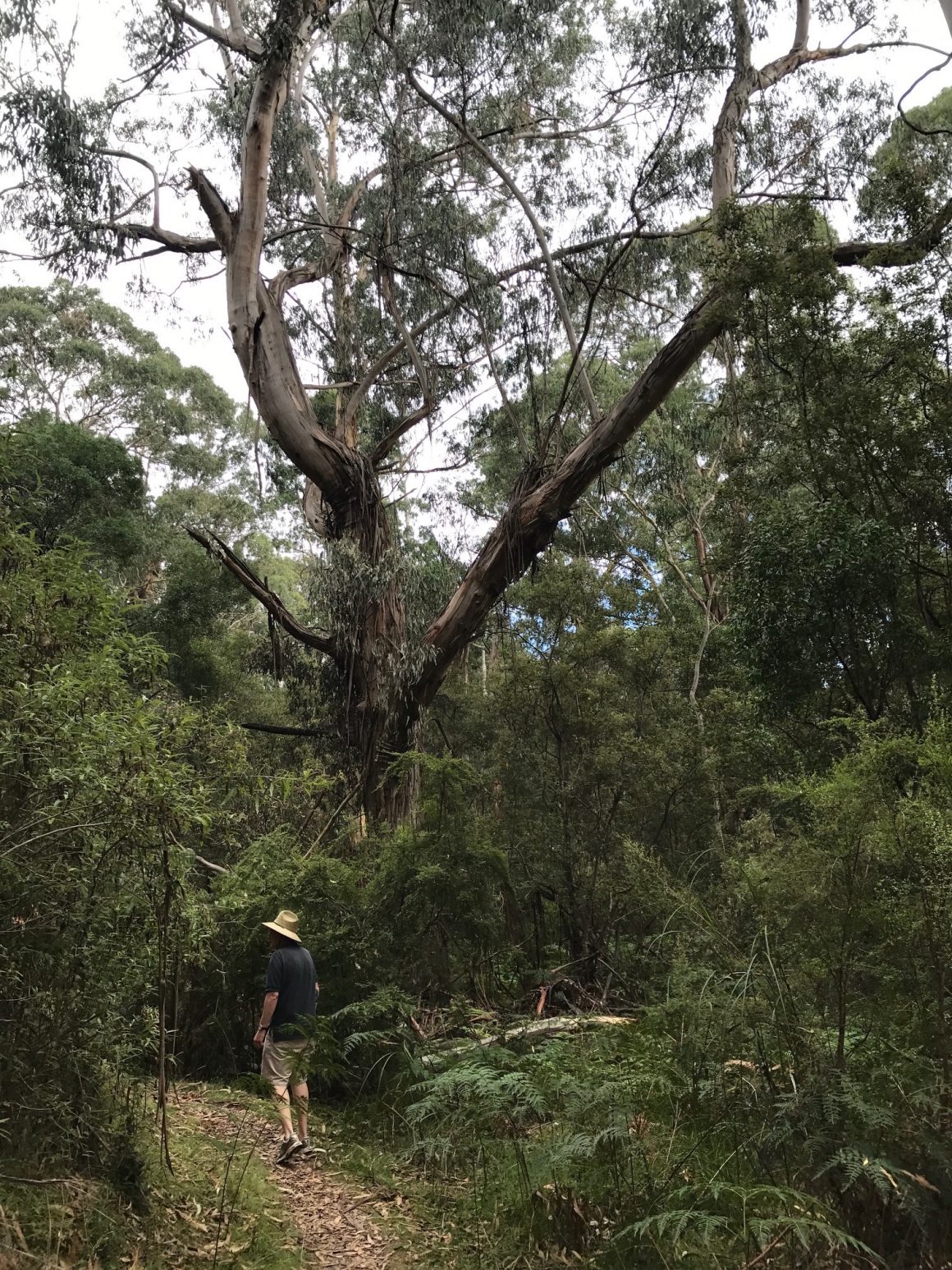 moggs creek circuit walk great ocean road iron bark gum forest