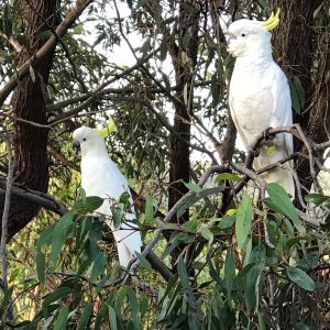 sulphur crested cockatoos fairhaven bush great ocean road southern victoria australia