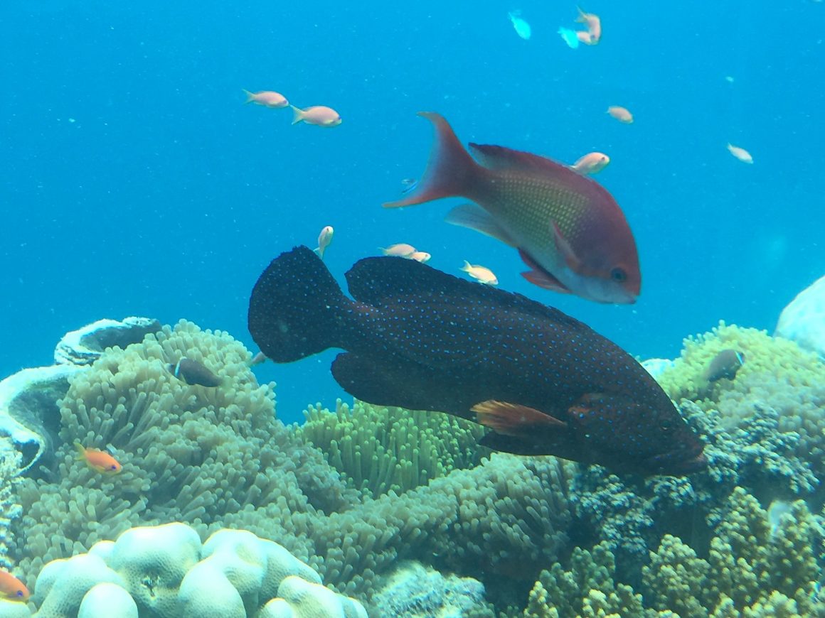underwater anantara kihavah maldives spotted fish coral house reef popovic