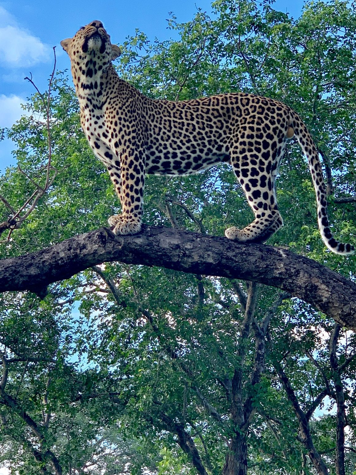 Leopard tengile river lodge sabi sand game reserve south africa skell